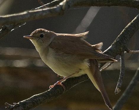 Burung Bulbul Nightingale Hobi Burung Kicau Dan  Hewan  