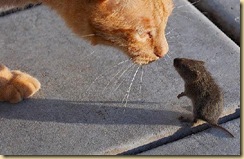 Gato%20e%20rato_2
