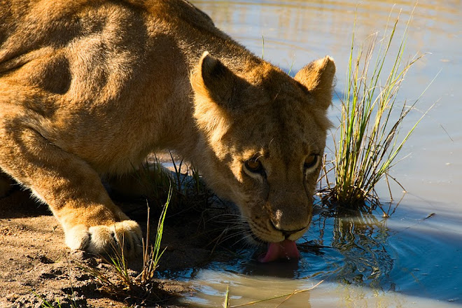 Young lion drinking water, Antelope Park, near Gweru, Zimbabwe © Matt Prater