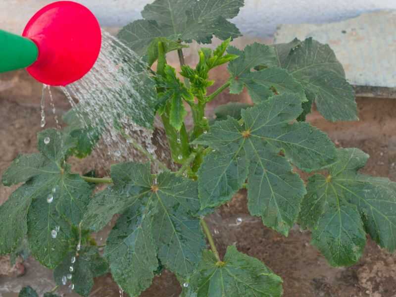 Planting okra in containers