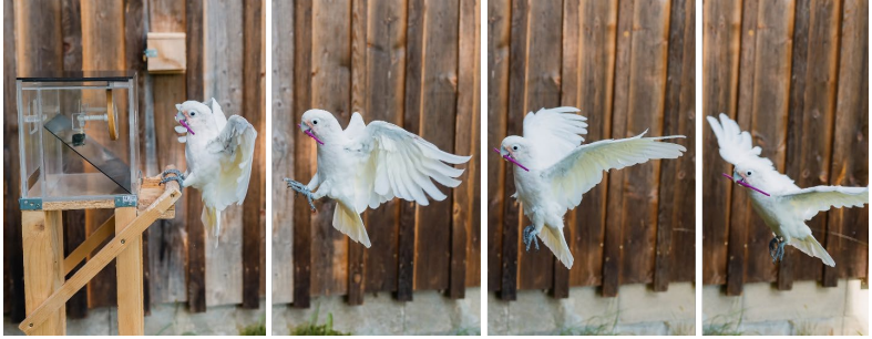 Cockatoo transporting tools for the task