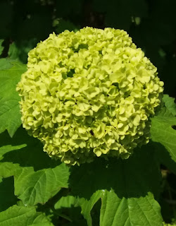 viburnum opulus