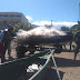 Polícia Ambiental recolhe redes de pesca na Praia Central