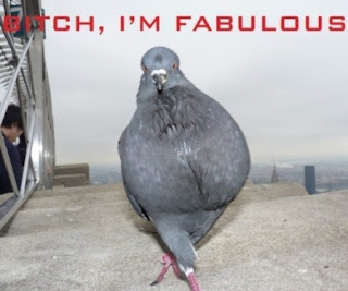 Funny Pigeons hd New Nice Wallpapers 2013
