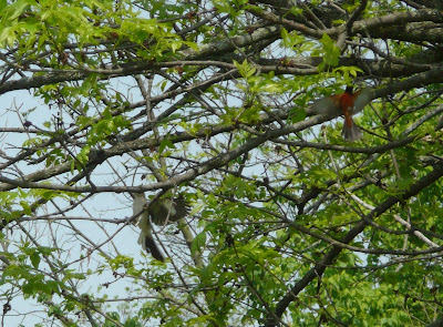 mockingbird chasing oriole May 2