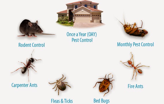 Bed Bug Treatment in London