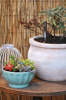 DIY Succulents Blue Pot Bowl Mixed Bright Colours