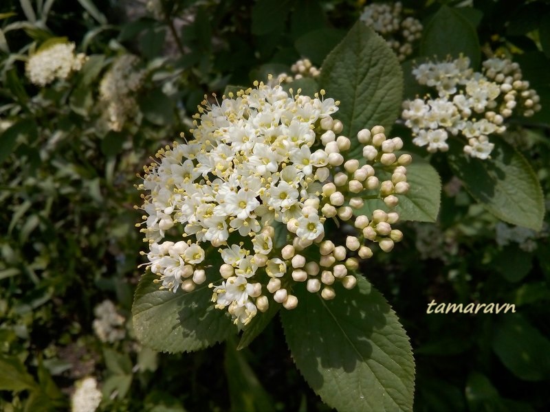 Калина буреинская (Viburnum burejaeticum)