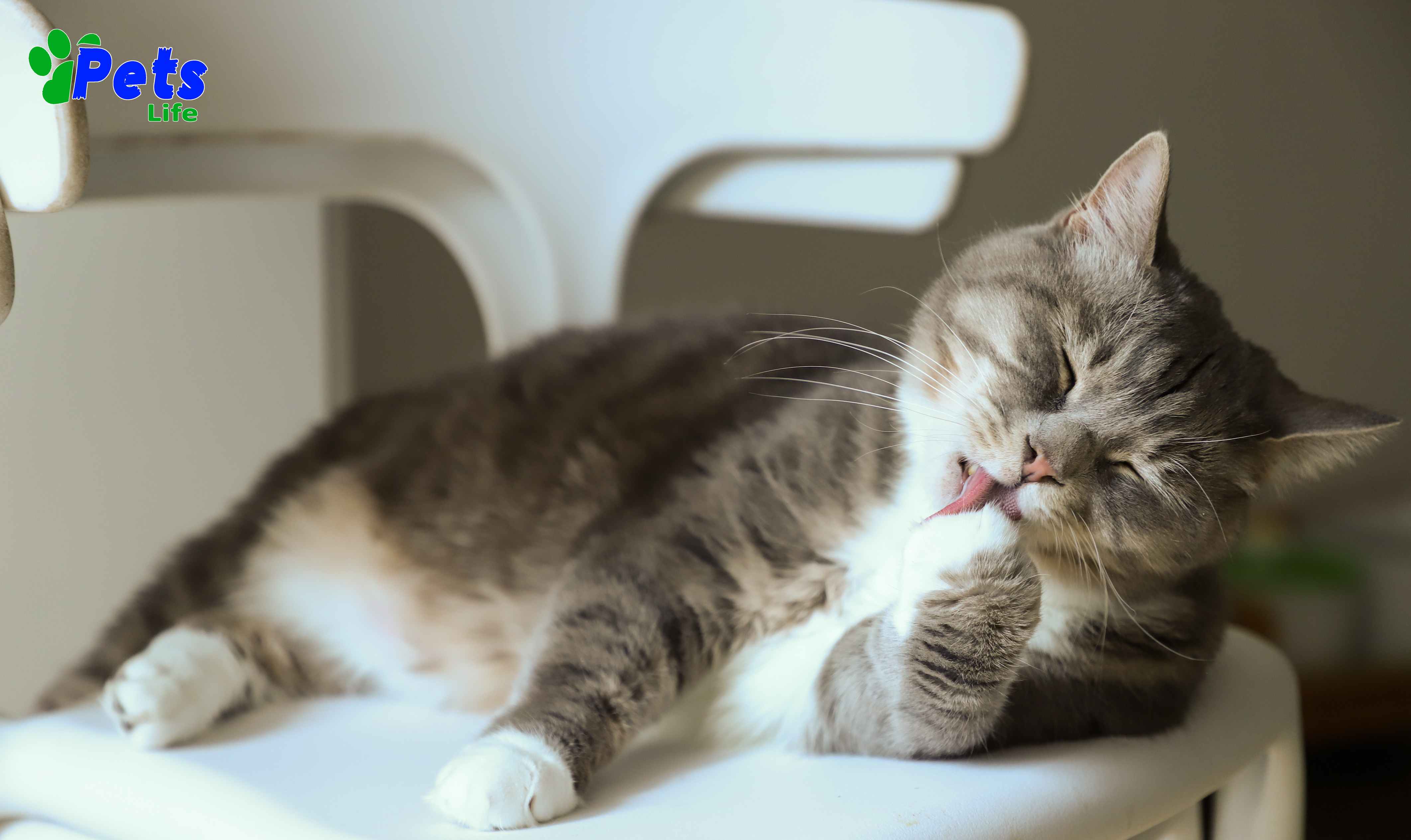 unneutered-male-cat-behavior