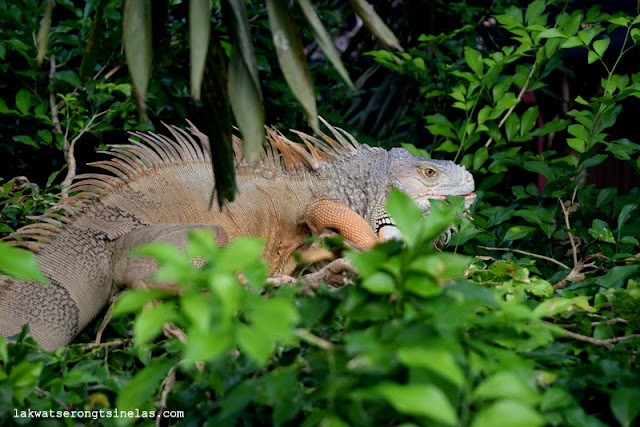 THERE’S MORE TO CROCODILES AT DAVAO CROCODILE PARK