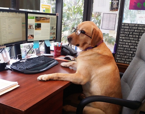 Healthcare Communications: 10 Tips Pets to Work How to ...