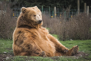 A restful brown bear photo by Mark Basarab via Unsplash - https://unsplash.com/photos/y421kXlUOQk