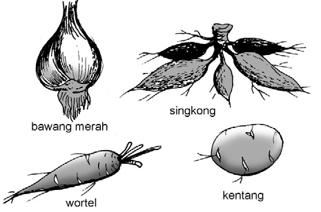 PROSES TUMBUHAN HIJAU MENGOLAH MAKANAN Panduan soal