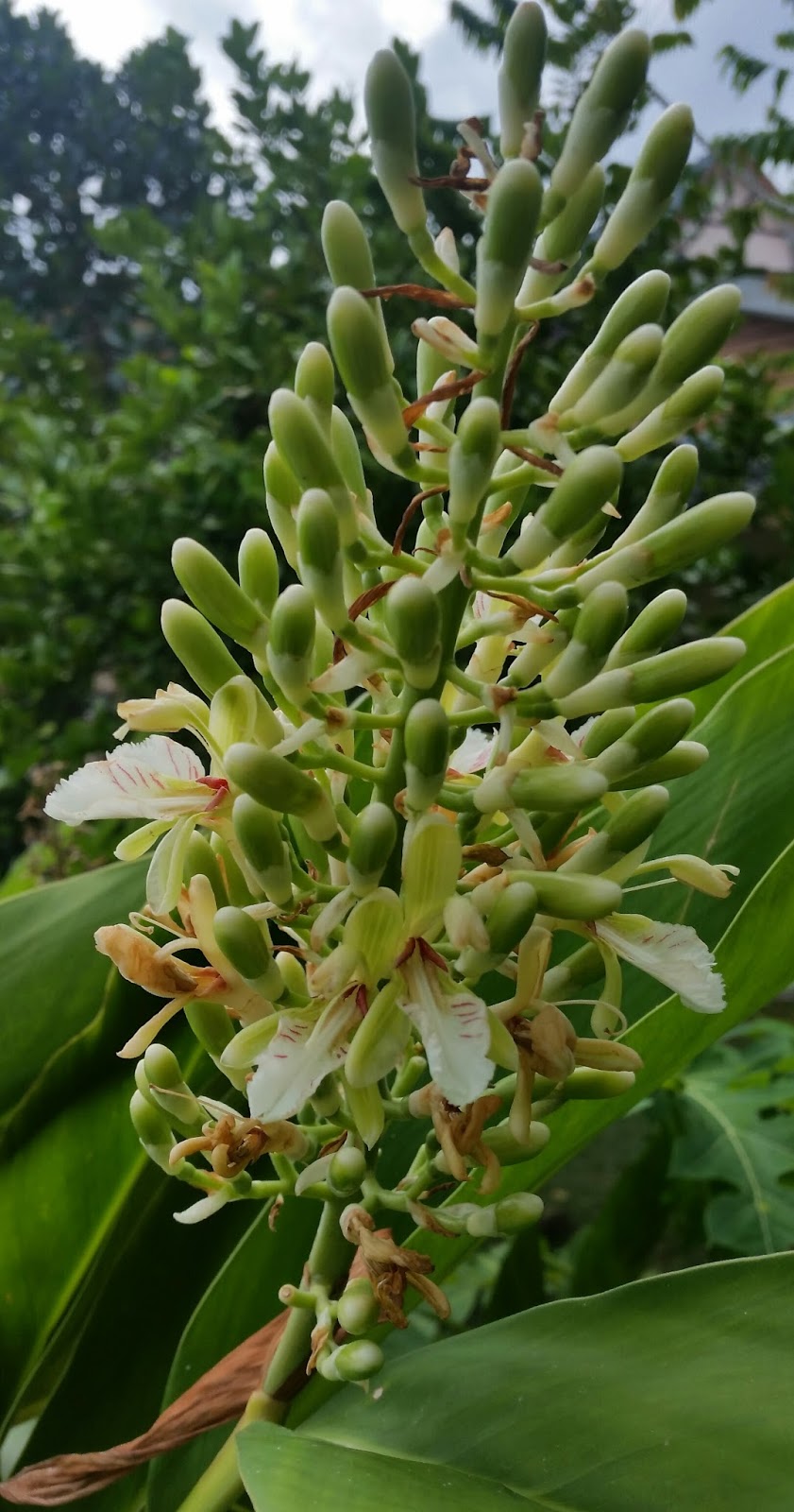 Warisan Petani Pokok Lengkuas  