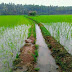 Sawah cepaka