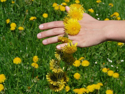 Hand holding dandelions strung together