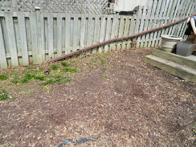 Mount Pleasant East Davisville Spring Garden Cleanup Backyard After by Paul Jung Gardening Services a Toronto Gardening Company