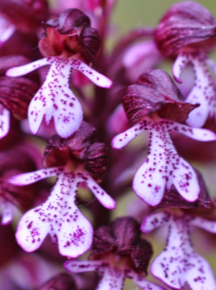 Orchis purpurea