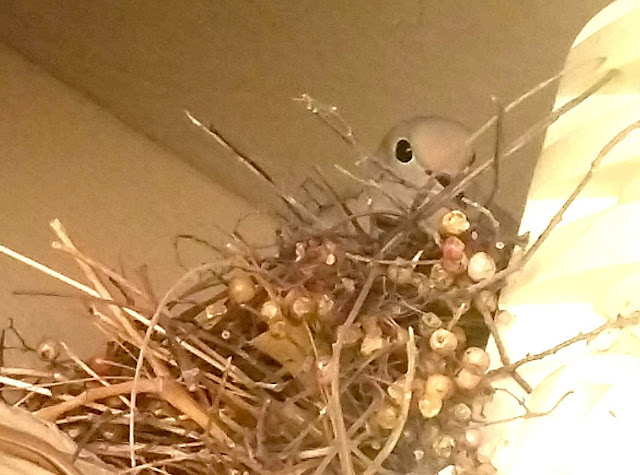 Dove Bird Nest