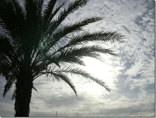 DSCN0481