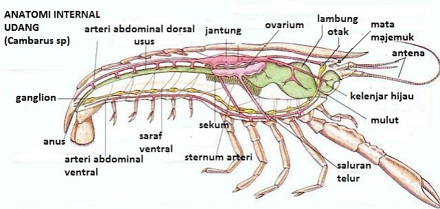 Morfologi dan Anatomi Crustacea