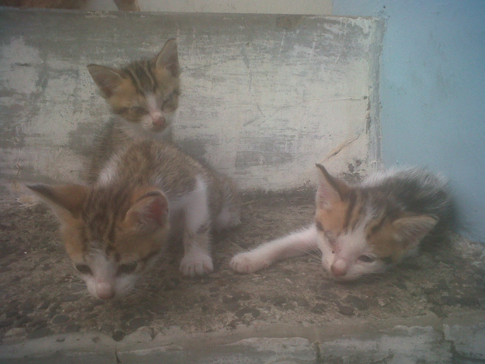 My Cats  Keluarga Belang  dan Orange