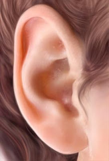 Draw the ear