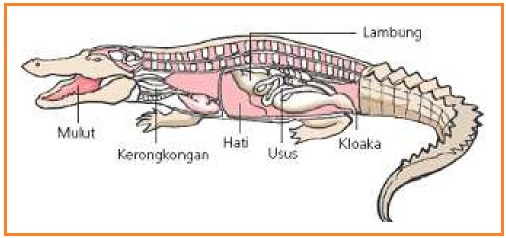  SISTEM  PENCERNAAN PADA HEWAN  Biologi Buanget