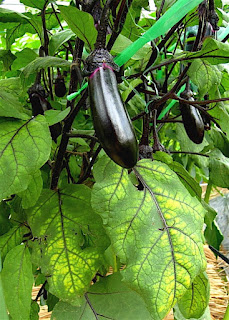 菜園ブログ ナスのマグネシュウム欠乏症