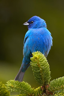 Indigo Bunting Bird