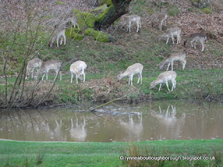 Bradgate deer