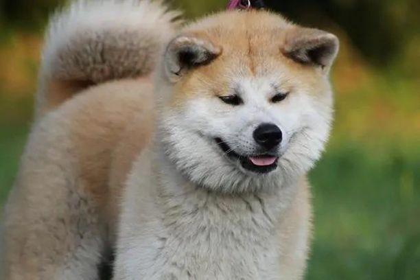 Race de chien Akita japonais: infos et photos