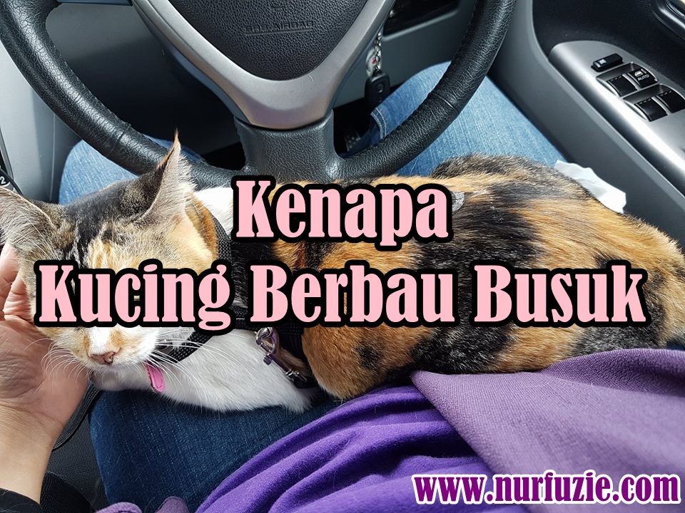 Kenapa Kucing Berbau Busuk Eintan Nurfuzie Lifestyle Beauty Travel Tips Rawatan Kucing Review