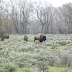 Grand Teton NP, WY - Craters of the moon NM, Sawtooth Valley, Hells Canyon, Idaho