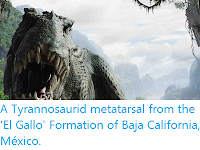 http://sciencythoughts.blogspot.co.uk/2012/10/a-tyrannosaurid-metatarsal-from-el.html