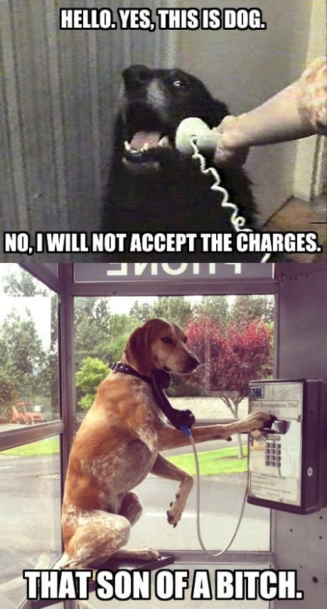 funny_dog_images