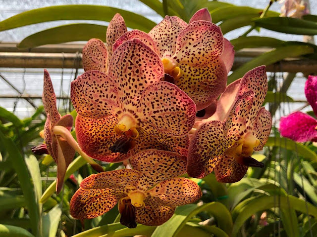 Orquídeas de Chiang Rim - Tailândia