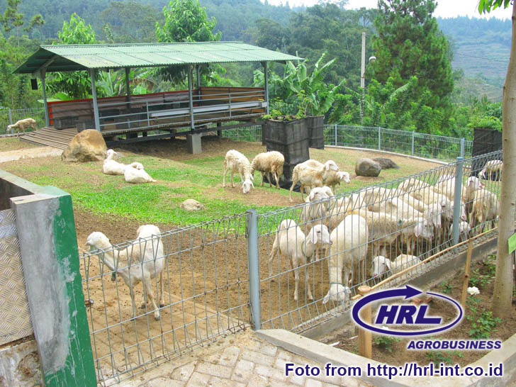 Gambar Bagian Daging Sapi Kambing Babi  Karakter Gambar 