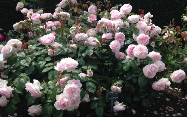 Pink roses photograph in the David Austin Garden, UK