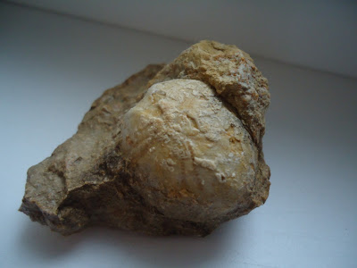 FOSSIL SEA URCHIL / ECHINOID