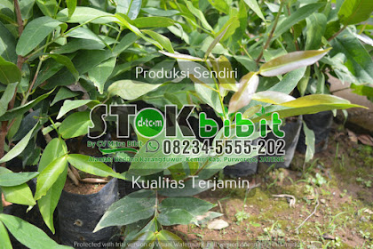 Sirih                                   cara memperbanyak tanaman sirih gading