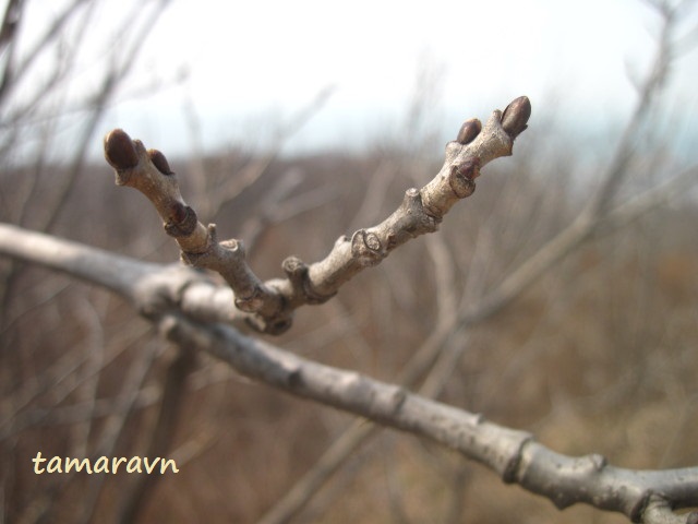 Маакия амурская (Maackia amurensis)