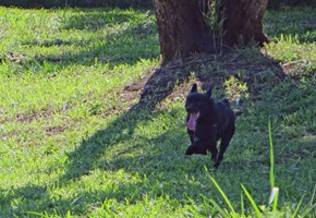 Pets Adventure 10 (50_1) (11)