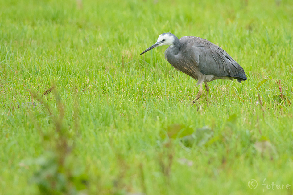 Valgepõsk-haigur, Egretta novaehollandiae, White-faced Heron, Egret, Blue Crane, Ardea, Notophoyx