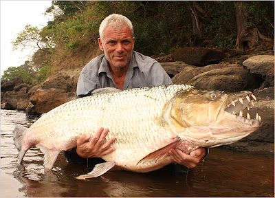 goliath tigerfish situslakalaka 9 Monster Sungai Yang Masih Ada Hingga Saat Ini