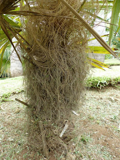 Coccothrinax crinita - Palmier à crinière