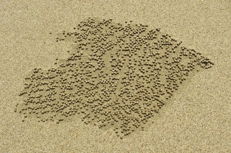 sand-bubbler-crab-6