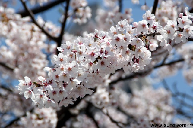 Flores de cerezo en Seúl