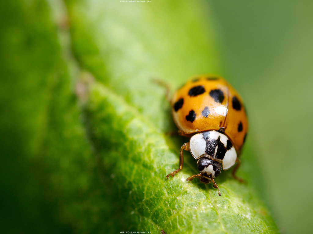 Lady Bug Wallpapers | Encyclopedia Animals