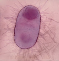 Antibiotic Resistant Bacteria